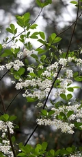 秤锤树，中国特产树种秤锤树花朵，果实，叶子图片