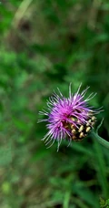 漏芦（野兰）图片，多年生草本植物漏芦户外自然摄影美图