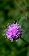 漏芦（野兰）图片，多年生草本植物漏芦户外自然摄影美图