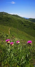 漏芦（野兰）图片，多年生草本植物漏芦户外自然摄影美图