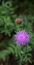 漏芦（野兰）图片，多年生草本植物漏芦户外自然摄影美图
