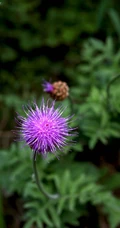 漏芦（野兰）图片，多年生草本植物漏芦户外自然摄影美图