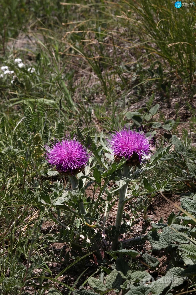 漏芦（野兰）图片，多年生草本植物漏芦户外自然摄影美图