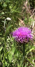 漏芦（野兰）图片，多年生草本植物漏芦户外自然摄影美图