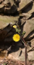 续断菊刺（刺菜，恶鸡婆），遍布野外的常见草本植物续断菊刺花朵图片