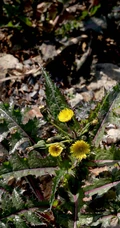 续断菊刺（刺菜，恶鸡婆），遍布野外的常见草本植物续断菊刺花朵图片