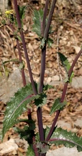 续断菊刺（刺菜，恶鸡婆），遍布野外的常见草本植物续断菊刺花朵图片