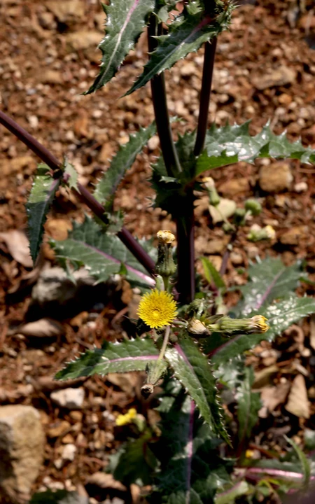 续断菊刺（刺菜，恶鸡婆），遍布野外的常见草本植物续断菊刺花朵图片