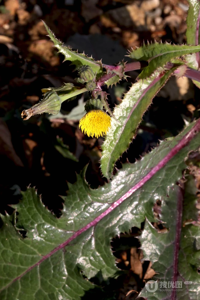 续断菊刺（刺菜，恶鸡婆），遍布野外的常见草本植物续断菊刺花朵图片