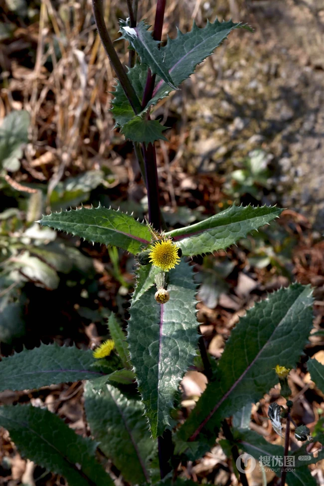 续断菊刺（刺菜，恶鸡婆），遍布野外的常见草本植物续断菊刺花朵图片