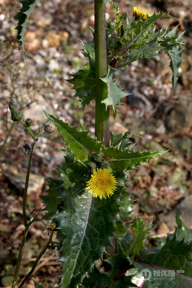 续断菊刺（刺菜，恶鸡婆），遍布野外的常见草本植物续断菊刺花朵图片