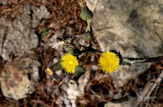 续断菊刺（刺菜，恶鸡婆），遍布野外的常见草本植物续断菊刺花朵图片