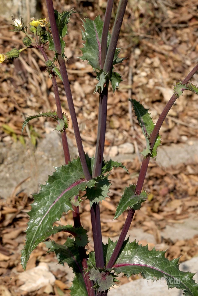 续断菊刺（刺菜，恶鸡婆），遍布野外的常见草本植物续断菊刺花朵图片