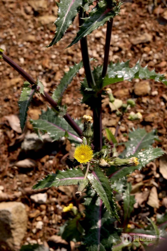 续断菊刺（刺菜，恶鸡婆），遍布野外的常见草本植物续断菊刺花朵图片