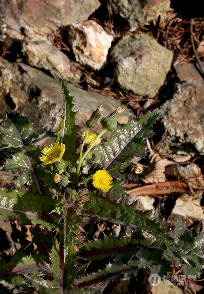 续断菊刺（刺菜，恶鸡婆），遍布野外的常见草本植物续断菊刺花朵图片