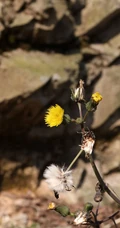 续断菊刺（刺菜，恶鸡婆），遍布野外的常见草本植物续断菊刺花朵图片