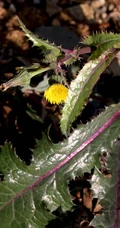 续断菊刺（刺菜，恶鸡婆），遍布野外的常见草本植物续断菊刺花朵图片