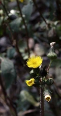 续断菊刺（刺菜，恶鸡婆），遍布野外的常见草本植物续断菊刺花朵图片