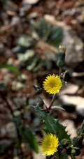 续断菊刺（刺菜，恶鸡婆），遍布野外的常见草本植物续断菊刺花朵图片