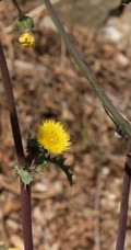续断菊刺（刺菜，恶鸡婆），遍布野外的常见草本植物续断菊刺花朵图片