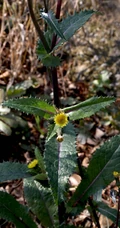 续断菊刺（刺菜，恶鸡婆），遍布野外的常见草本植物续断菊刺花朵图片