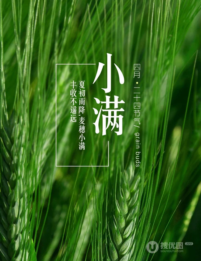 小满节气，清新麦田文字唯美意境图片 第3张