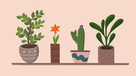 盆栽，植物，居家背景，装饰 简约插画美图壁纸图片