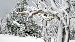 白雪皑皑的极寒天气，雪山，雪林唯美景色壁纸图片