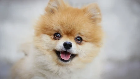 超萌的可爱小狗狗 博美犬摄影壁纸图片