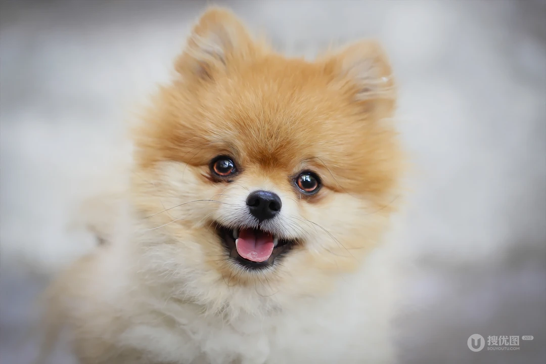 超萌的可爱小狗狗 博美犬摄影壁纸图片