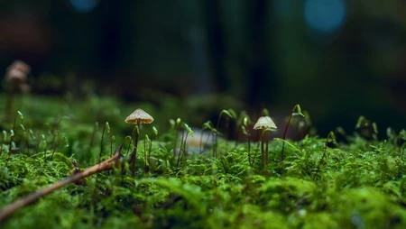 青青草地，野蘑菇纯绿色高清壁纸图片