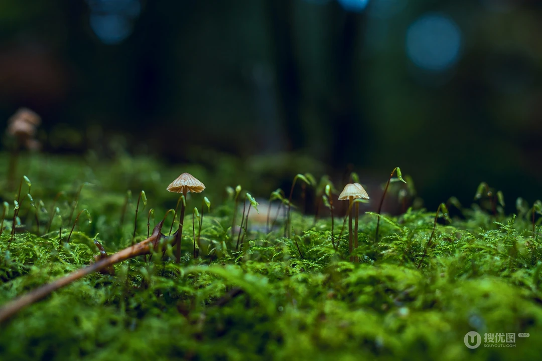 青青草地，野蘑菇纯绿色高清壁纸图片