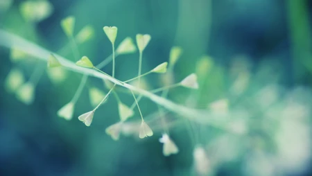 小清新壁纸，嫩绿的枝叶唯美纯净桌面壁纸图片