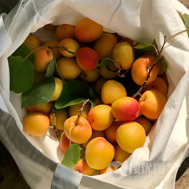 唯美树林，柿子，女生，餐厅，吉他，窗户等背景图片 第3张