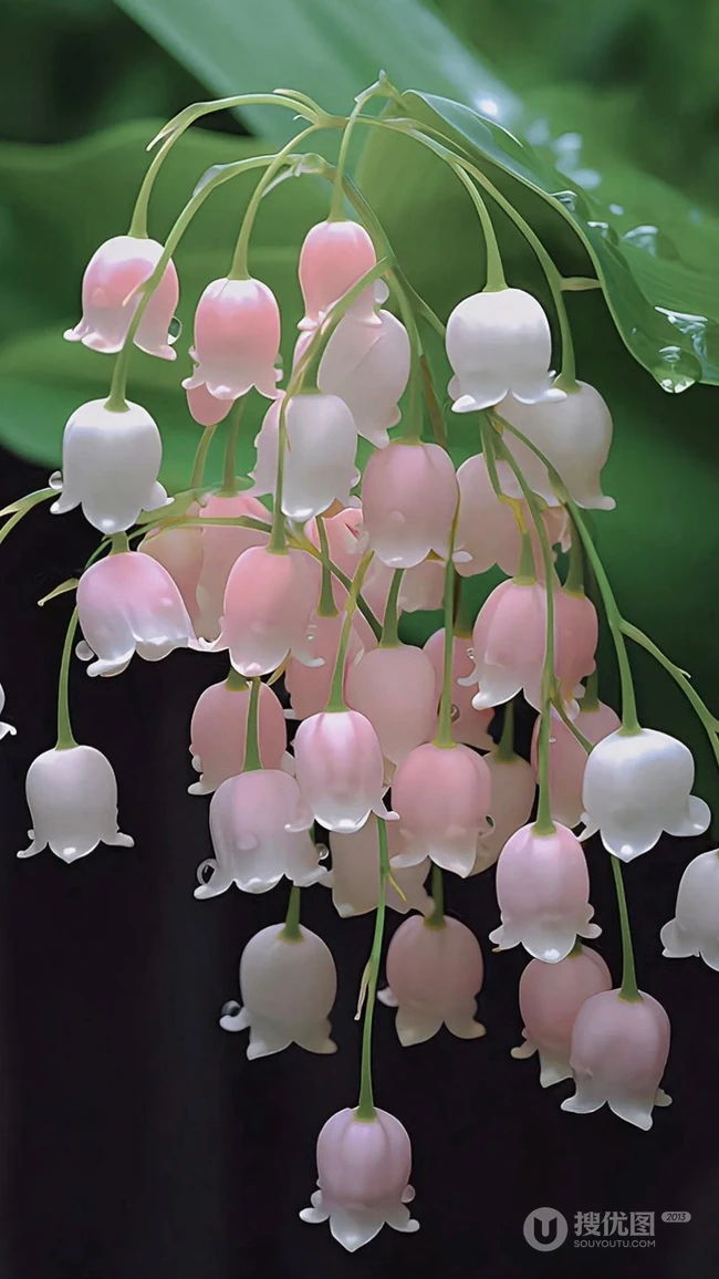 盛开的山谷百合，雨后戴着露珠露水的唯美山谷百合手机壁纸图片