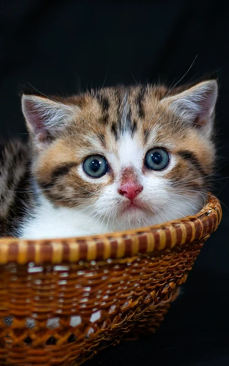 可爱小猫咪，坐在竹篮里的可爱小猫咪手机壁纸图片