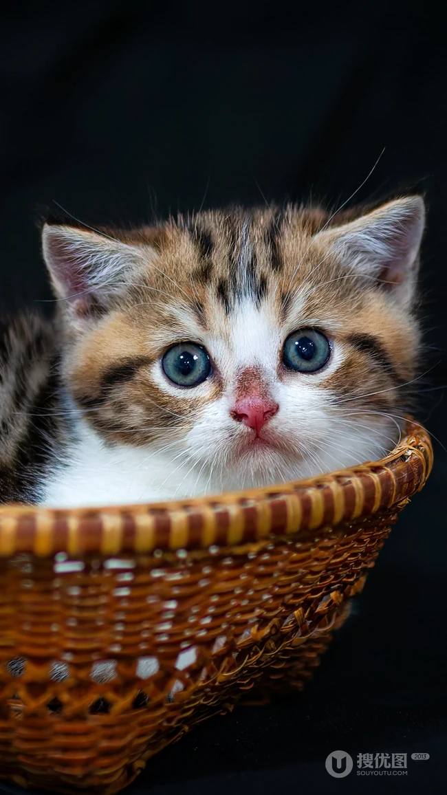可爱小猫咪，坐在竹篮里的可爱小猫咪手机壁纸图片