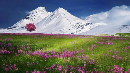 巍峨的雪山，青春草原，花海，唯美雪山风景壁纸图片