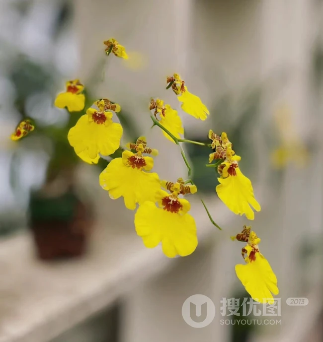 婉约，清幽，兰韵幽香，盆栽里盛开的各种不同种类兰花美图