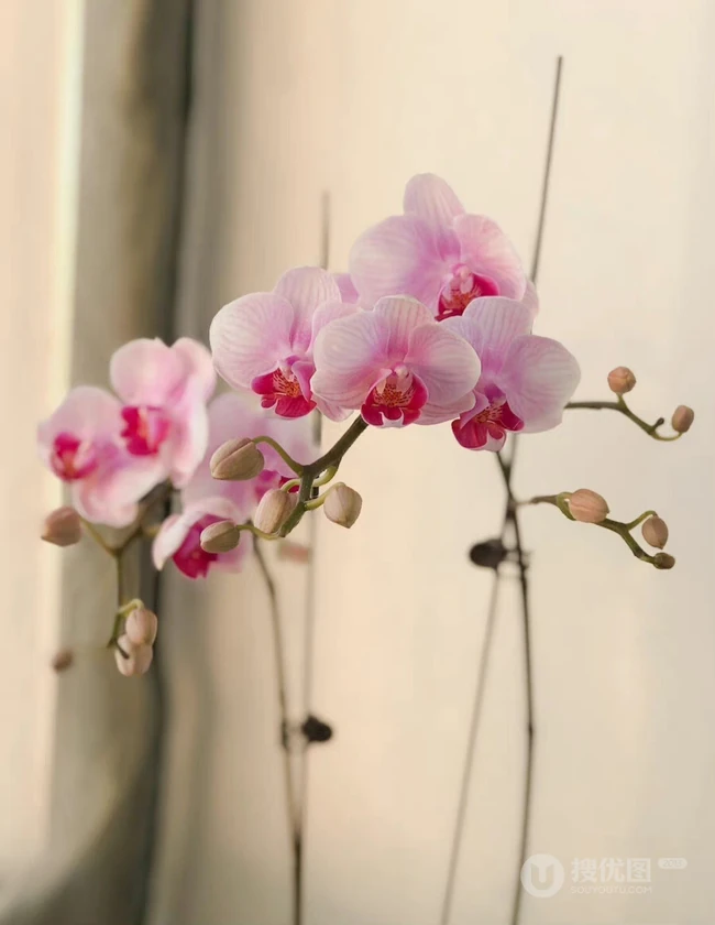 婉约，清幽，兰韵幽香，盆栽里盛开的各种不同种类兰花美图