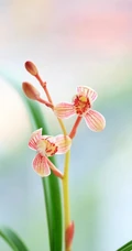 婉约，清幽，兰韵幽香，盆栽里盛开的各种不同种类兰花美图