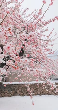 梅花香自苦寒来，冰天雪地，盛开的梅花美图，大雪也遮不住梅花的美啊！
