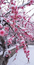 梅花香自苦寒来，冰天雪地，盛开的梅花美图，大雪也遮不住梅花的美啊！
