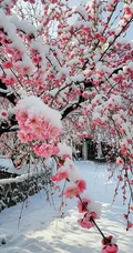 梅花香自苦寒来，冰天雪地，盛开的梅花美图，大雪也遮不住梅花的美啊！