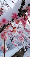 梅花香自苦寒来，冰天雪地，盛开的梅花美图，大雪也遮不住梅花的美啊！