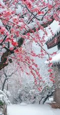 梅花香自苦寒来，冰天雪地，盛开的梅花美图，大雪也遮不住梅花的美啊！