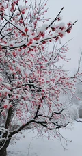 梅花香自苦寒来，冰天雪地，盛开的梅花美图，大雪也遮不住梅花的美啊！