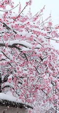 梅花香自苦寒来，冰天雪地，盛开的梅花美图，大雪也遮不住梅花的美啊！