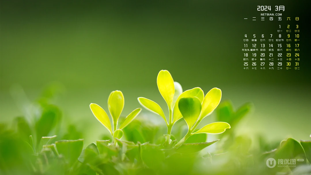 清新嫩绿的枝芽，2024年3月清新绿色嫩芽主题日历电脑壁纸图片
