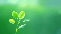 小清新绿色壁纸，小嫩芽，树叶，荷叶，草，养眼绿色植物壁纸图片